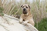 CANE CORSO 572